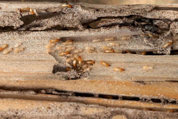 Best Local Pest Control Services  in North Tustin, CA