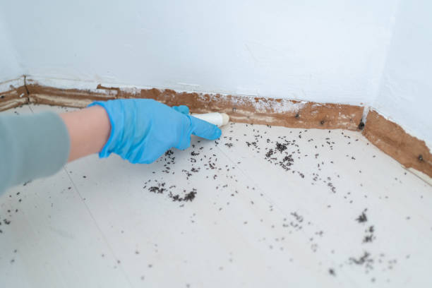 Reliable North Tustin, CA Pest Control Solutions